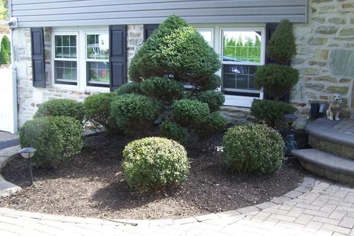 Gardener trimming and shaping green hedges
