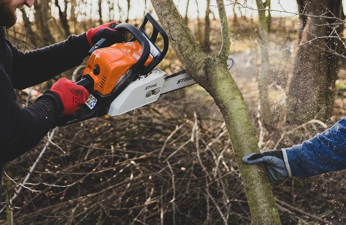 Tree removal crew cutting down a large tree