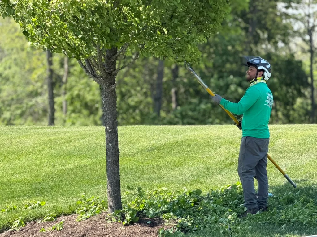 O'Brien Tree Care crew trimming trees